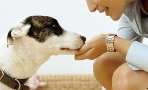 小狗去偷瓜吃的故事视频,一场欢乐的田园冒险