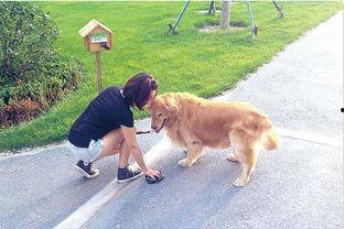 小狗去偷瓜吃的故事视频,一场欢乐的田园冒险