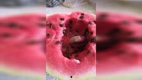 七夕节吃瓜现场视频,现场视频大揭秘