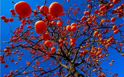 河边柿子树吃瓜视频,一场欢乐的吃瓜盛宴