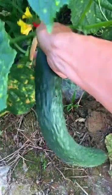 田园风吃瓜视频,揭秘乡村生活趣味瞬间