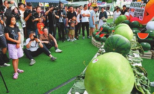 吃瓜节的趣事视频,趣味视频盘点