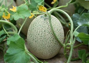 欣姐吃哈密瓜完整视频,甜蜜滋味尽收眼底