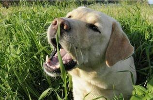 狗可以吃网纹蜜瓜吗视频,狗狗的夏日美味还是禁忌？