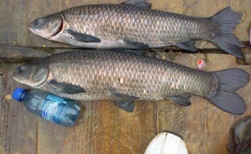 青鱼吃小瓜吗有毒吗视频,安全无毒的天然美食