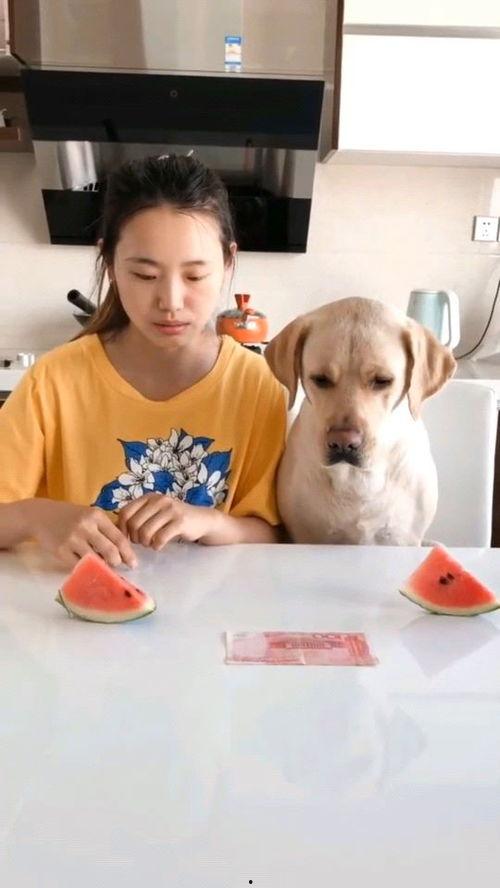 拉力赛吃瓜视频,精彩瞬间与幕后花絮大揭秘