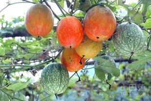 吊瓜能烤着吃吗视频讲解,美味烤瓜视频解析