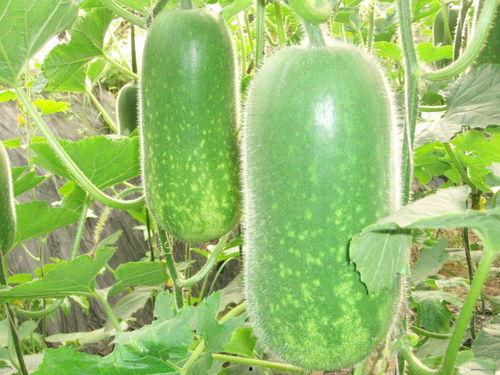 地头吃瓜视频大全,揭秘田间地头的欢乐时光