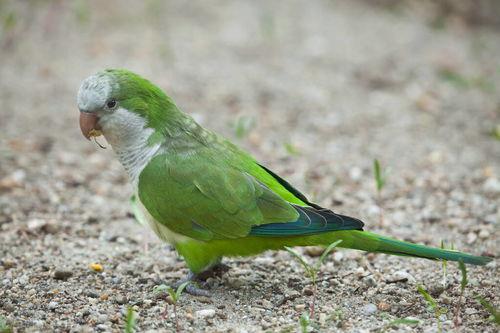 鹦鹉让吃哈密瓜吗视频,哈密瓜大餐，美味还是拒绝？