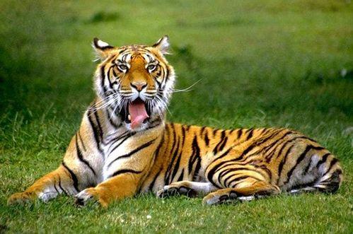 马虎虎吃瓜视频下载,揭秘热门短视频背后的下载攻略