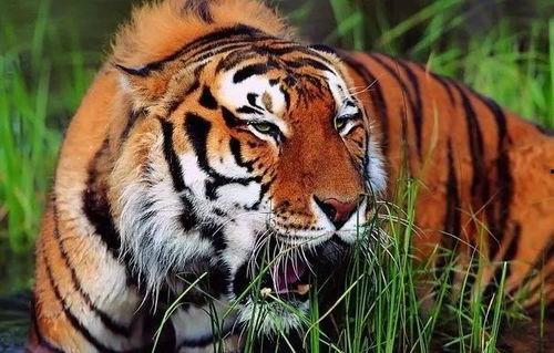 马虎虎吃瓜视频下载,揭秘热门短视频背后的下载攻略