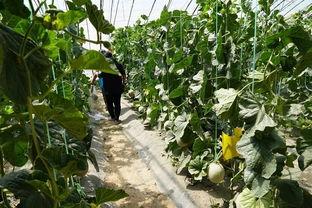 忍冬吃瓜视频,揭秘娱乐圈背后的那些事儿