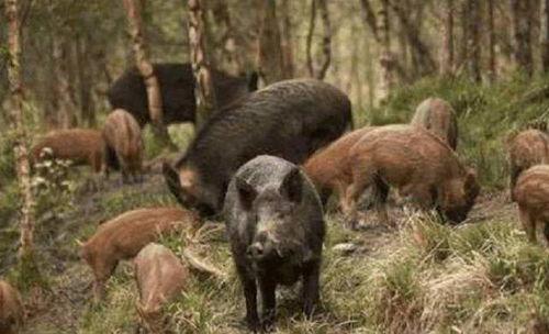 野猪吃佛手瓜视频大全集,佛手瓜视频大全集趣味盘点