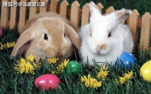 小兔会吃洋瓜吗视频讲解,揭秘洋瓜的诱惑与挑战