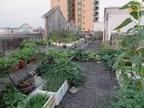 寿光东城楼顶吃瓜视频,网友热议