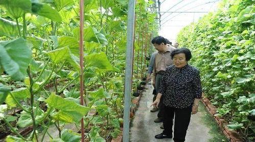 上海吃瓜真实事件视频,一场网络热议的真相揭秘