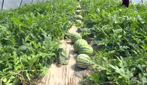 永川吃瓜视频最新消息曝光,最新事件幕后真相曝光