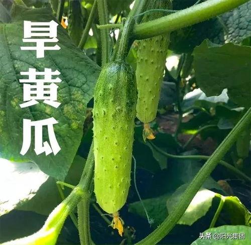 80年代瓜地吃瓜视频,怀旧乡村生活的甜蜜回忆