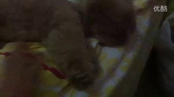 认真吃瓜完整视频,一场网络热度的深度剖析